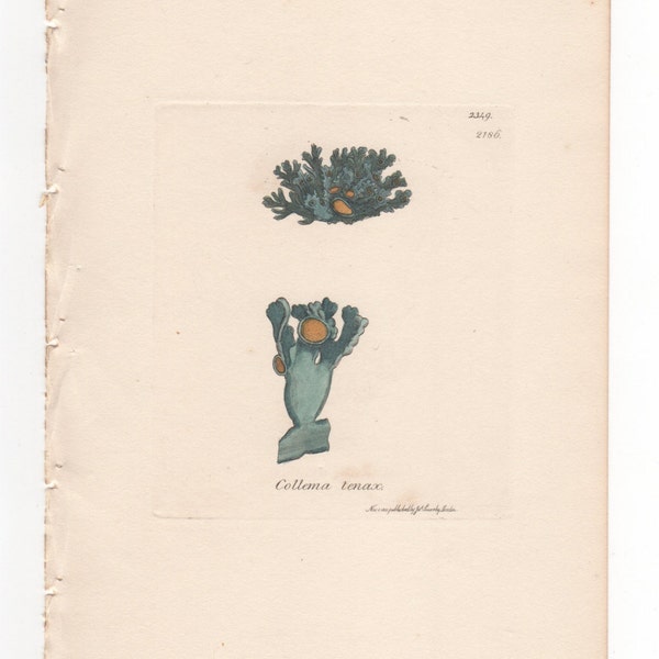 Antique Original 1844 James Sowerby Botanical Print Plate Bookplate English Botany  Cryptogamia Lichens Collema lenax 2349/2186