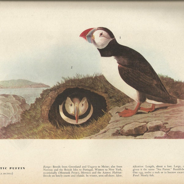 Original Vintage 1941 John James Audubon Birds of America Bookplate Print Bird Print 213  Atlantic Puffin & 214 Razor Billed Auk