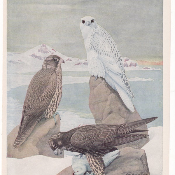 Gryfalcon  White, Black  #50 1936 Fuertes Bird Print Plate Bookplate Vintage Original Print Birds of America by  Louis Agassiz Fuertes