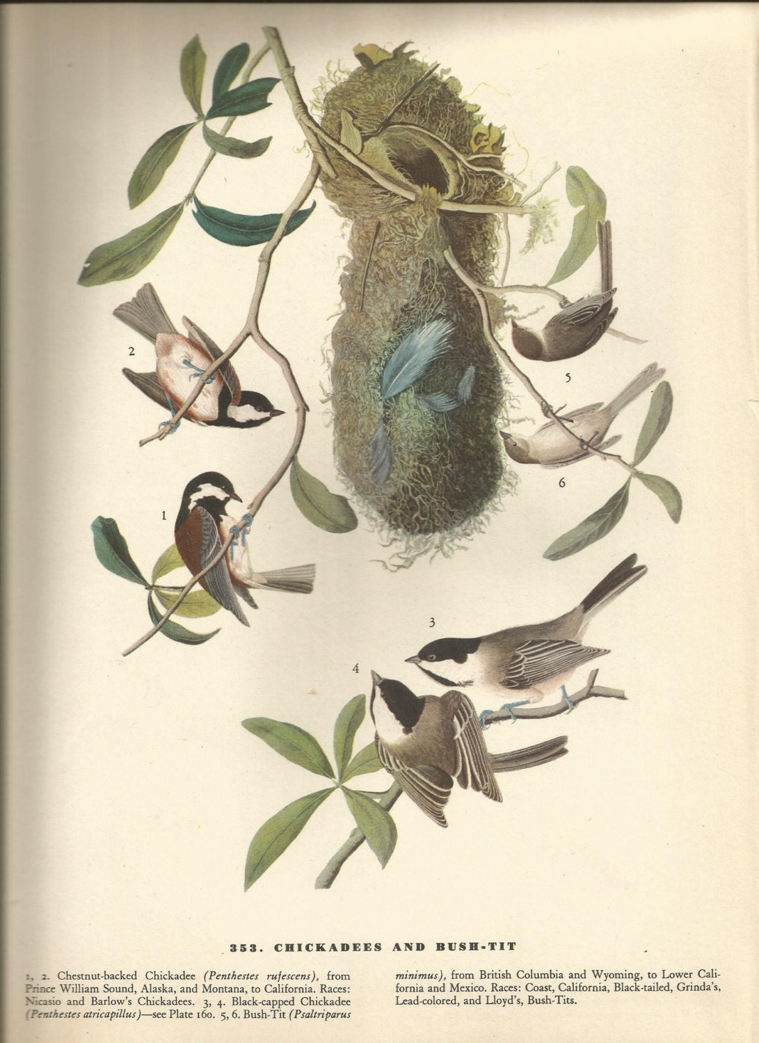 The Birds of America | The New York Public Library Shop