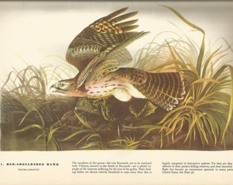 Original Vintage 1941 John James Audubon Birds of America Bookplate Print Bird Print 71 Red Shouldered Hawk & 72 Swallow Tailed Kite