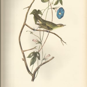 May include: A detailed illustration of a green and yellow bird perched on a branch with blue and pink flowers. The bird is called Bartram's Vireo and is a South American bird. The text below the image describes the bird's behavior and how it is often confused with the Red-eyed Vireo.