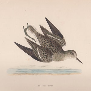 May include: A detailed illustration of a brown and gray bird with white markings, in flight over a blue body of water. The bird has a long, thin beak and is depicted with its wings spread wide. The caption below the bird reads "Temminck's Stint".