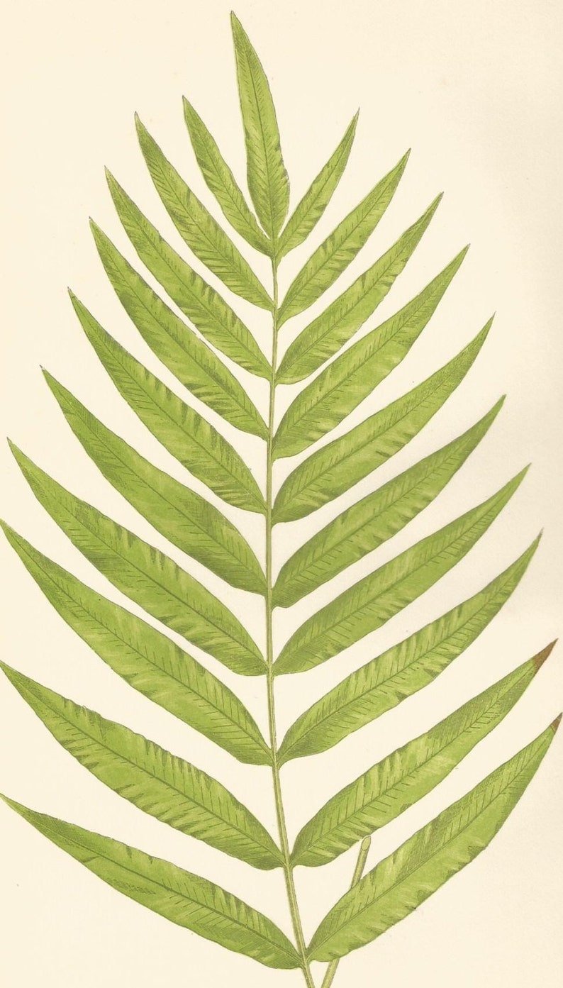 Antique Original Fern Print Plate Bookplate Botanical - Etsy UK