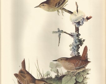 Original Vintage 1937 John James Audubon Birds of America Bookplate Print Bird Print 461 Winter Wren 462 Cape May Warbler