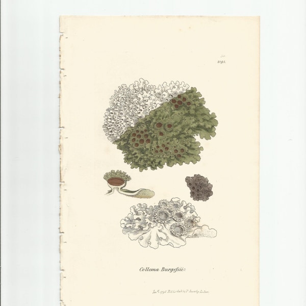 Antique Original 1844 James Sowerby Botanical Print Plate Bookplate English Botany Lichens   Collema Burgefsii  300/2195