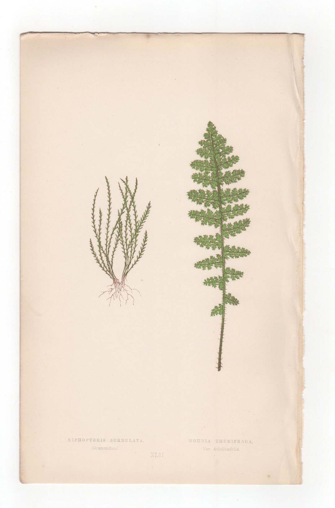 Antique Original Fern Print Plate Bookplate Botanical Lowe's New and ...