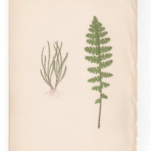 Antique Original Fern Print Plate Bookplate Botanical Lowe&#39;s New and Rare Ferns 1868    Xiphopteris Serrulata  Mohria Thurifraga XLII