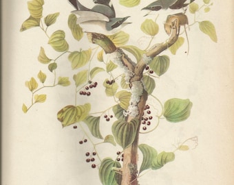 Original Vintage 1937 John James Audubon Birds of America Bookplate Print Bird Print 57 Loggerhead Shrike &  58 Hermit Thrush
