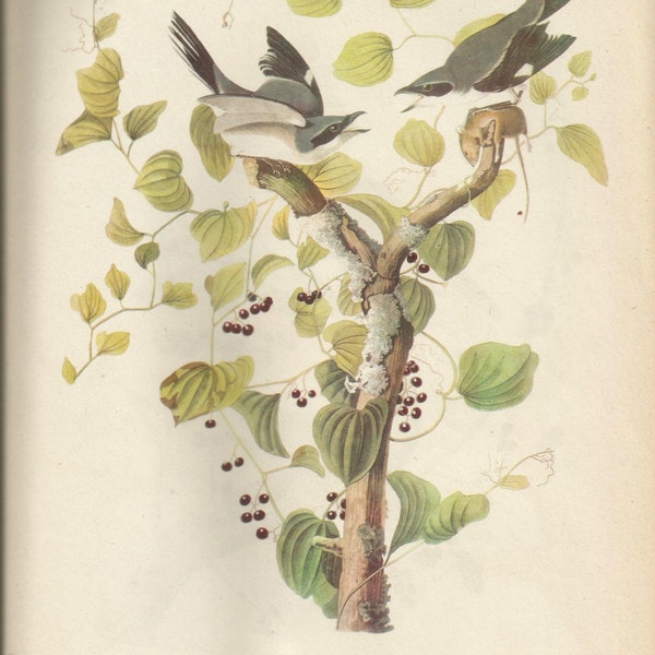 Original Vintage 1941 John James Audubon Birds of America Bookplate Print Bird Print 57 Loggerhead Shrike &  58 Hermit Thrush