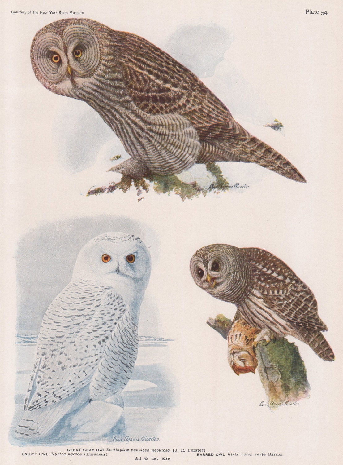 Owls Great Gray, Snowy, Barred #54 1936 Fuertes Bird Print Plate Bookplate Vintage Original Print Bi