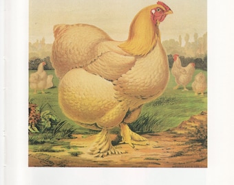 May include: A Buff Cochin Hen Blossom, a breed of chicken with a large, fluffy body and yellow and white plumage, is shown in a vintage illustration. The hen is standing on a grassy field with two other chickens in the background. The illustration is titled "Plate 13 Buff Cochin Hen Blossom (1st edition)".