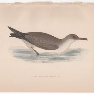 May include: A detailed illustration of a gray and white seabird, known as a Cinereous Shearwater, perched on the surface of the water.