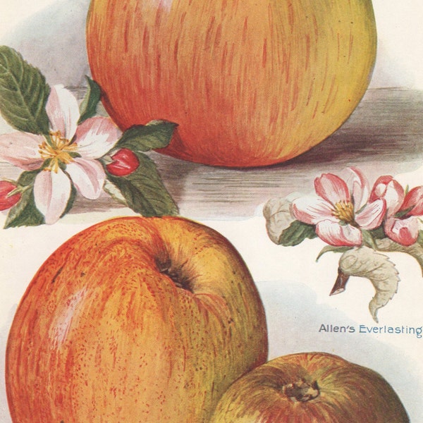 Vintage Fruit Print "Apples" from 1924  The Fruit Grower's Guide  7" x 10 1/2"  Botanical Bookplate  Fabulous Colors