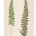 Antique Original Fern Print Plate Bookplate Botanical - Etsy