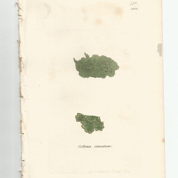 Antique Original 1844 James Sowerby Botanical Print Plate Bookplate English Botany Lichens   Collema sinuatum  772/2200