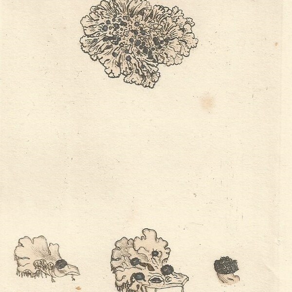 Antique Original 1844 James Sowerby Botanical Print Plate Bookplate English Botany  Cryptogamia Lichens 1052 Squamaria caesia