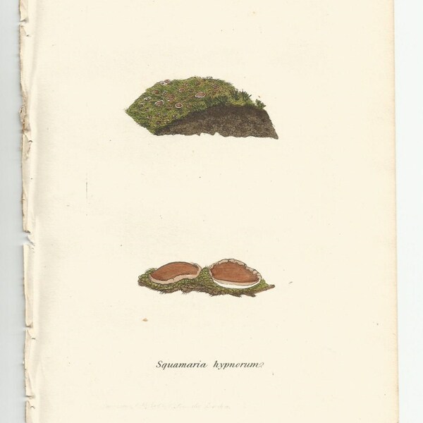 Antique Original 1844 James Sowerby Botanical Print Plate Bookplate English Botany  Cryptogamia Lichens 740 Squamaria hypnorum  1800