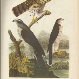 Original Vintage 1941 John James Audubon Birds of America Bookplate Print Bird Print 141 Goshawk and 142 Sparrow Hawk