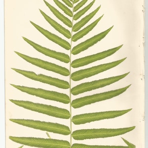 Antique Original Fern Print Plate Bookplate Botanical Lowe's Ferns 1856 ...
