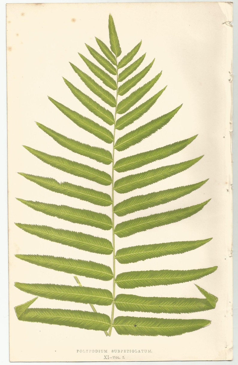 Antique Original Fern Print Plate Bookplate Botanical Lowe's Ferns 1856 POLYPODIUM XI image 2