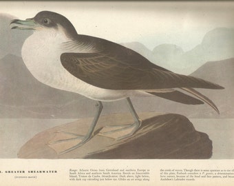 Original Vintage 1941 John James Audubon Birds of America Bookplate Print Bird Print 283 Greater Shearwater 284 & Purple Sandpiper