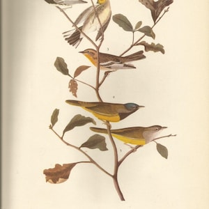 Original Vintage 1941 John James Audubon Birds of America Bookplate Print Bird Print 399 Warblers 400 Finches & Tanager