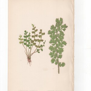 Antique Original Fern Print Plate Bookplate Botanical Lowe&#39;s New and Rare Ferns 1868  Gymnogramma Rutefolia  Aspidium Angulare  XLV