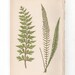 Antique Original Fern Print Plate Bookplate Botanical - Etsy