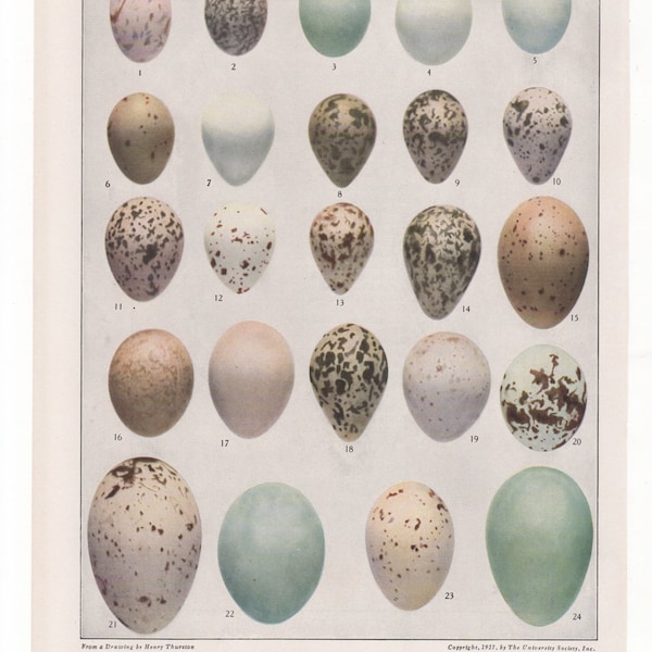 Bird Eggs 1936 Fuertes Bird Print Plate Bookplate  Vintage Original Print from Birds of America by  Louis Agassiz Fuertes  24  Bird Eggs