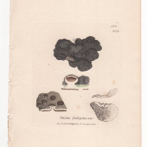 Antique Original 1844 James Sowerby Botanical Print Plate Bookplate English Botany Lichens Sticta fuliginosa 1103/2179