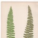 Antique Original Fern Print Plate Bookplate Botanical - Etsy