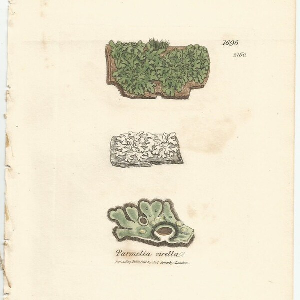 Antique Original 1844 James Sowerby Botanical Print Plate Bookplate English Botany Lichens  Parmelia virella 1696