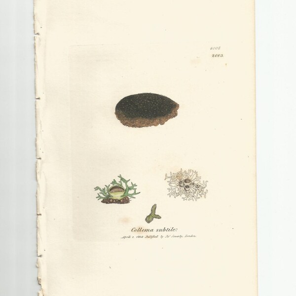 Antique Original 1844 James Sowerby Botanical Print Plate Bookplate English Botany Lichens   Collema subtile   1008/2003