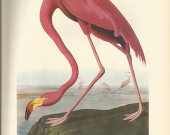 Original Vintage 1937 John James Audubon Birds of America Bookplate Print Bird Print 431 Flamingo 432 Four Owls