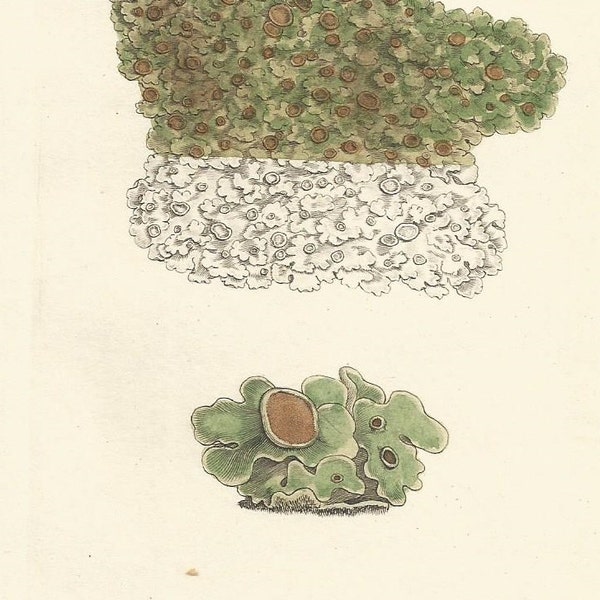 Antique Original 1844 James Sowerby Botanical Print Plate Bookplate English Botany  Cryptogamia Lichens 1893 Squamaria crafsa 1800