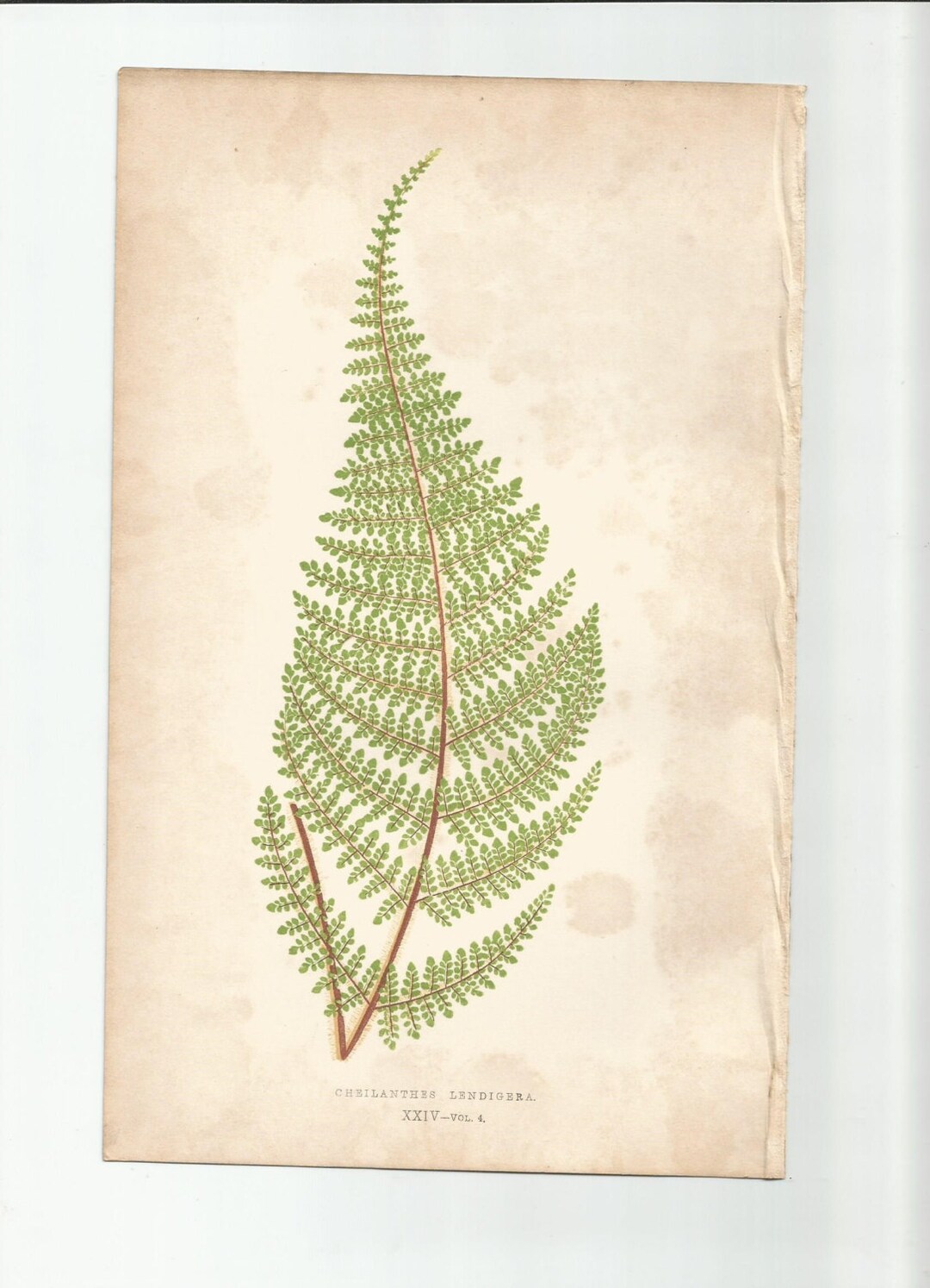 Antique Original Fern Print Plate Bookplate Botanical Lowe's FERNS ...