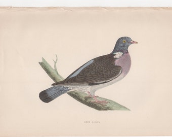 Antique Original 1870 Wood Pigeon Bird Print  Plate Bookplate from Rev. F.O. Morris's A History of British Birds  V. III 1870
