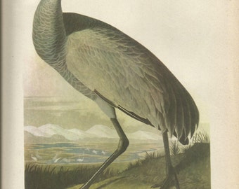 Original Vintage 1941 John James Audubon Birds of America Bookplate Print Bird Print 261 Sandhill Crane & 262 Yellow Billed TropicBird