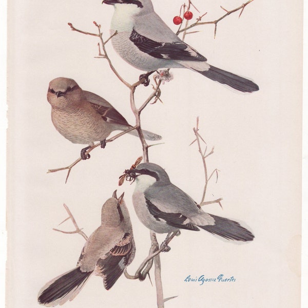 Northern and Migrant Shrike #90 1936 Fuertes Bird Print Plate Bookplate Vintage Original Print Birds of America by Louis Agassiz Fuertes