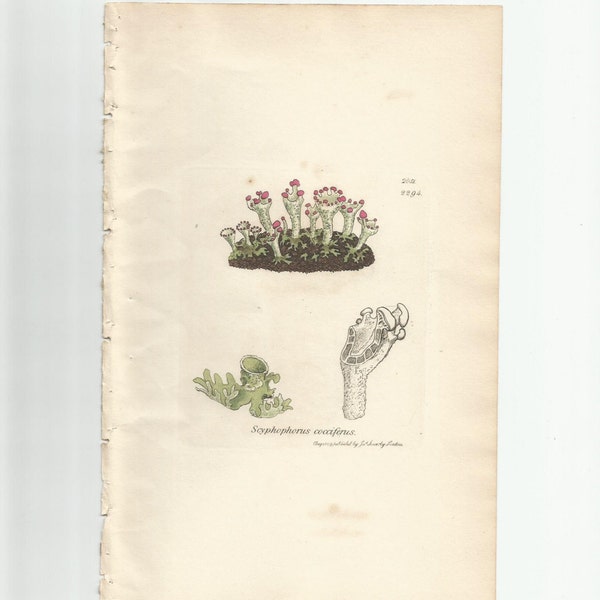 Antique Original 1844 James Sowerby Botanical Print Plate Bookplate English Botany Lichens   Scyphophorus  cocciferus  2051/2294