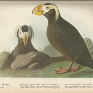 Original Vintage 1941 John James Audubon Birds of America Bookplate Print Bird Print 249 Tufted Puffin  & 250 Arctic Tern
