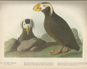 Original Vintage 1937 John James Audubon Birds of America Bookplate Print Bird Print 249 Tufted Puffin  & 250 Arctic Tern