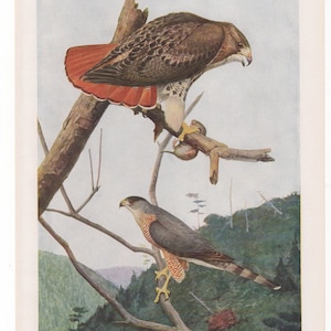 May include: A vintage illustration of a red-tailed hawk and a Cooper's hawk perched on branches. The red-tailed hawk has a reddish-brown tail and a brown body. The Cooper's hawk has a gray body with a reddish-brown breast. The illustration is set against a background of green trees.