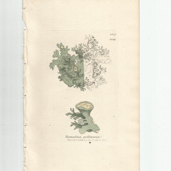 Antique Original 1844 James Sowerby Botanical Print Plate Bookplate English Botany Lichens    Ramalina pollinaria   1607/2249