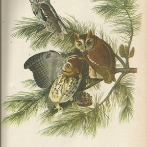 Original Vintage 1937 John James Audubon Birds of America Bookplate Print Bird Print 97 Screech Owl and 98 Long Billed Marsh Wren