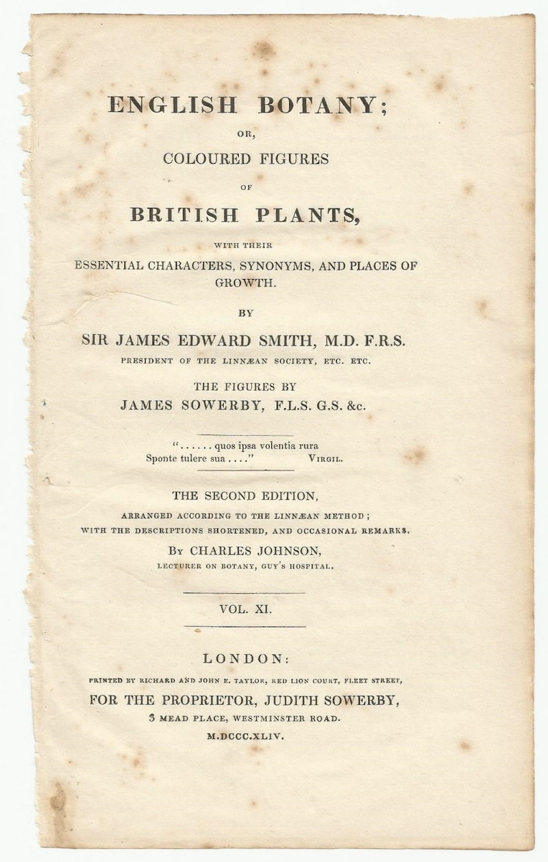 Antique Original 1844 James Sowerby Botanical Print Plate Bookplate English Botany Lichens Parmelia cycloselis 1942 afbeelding 5