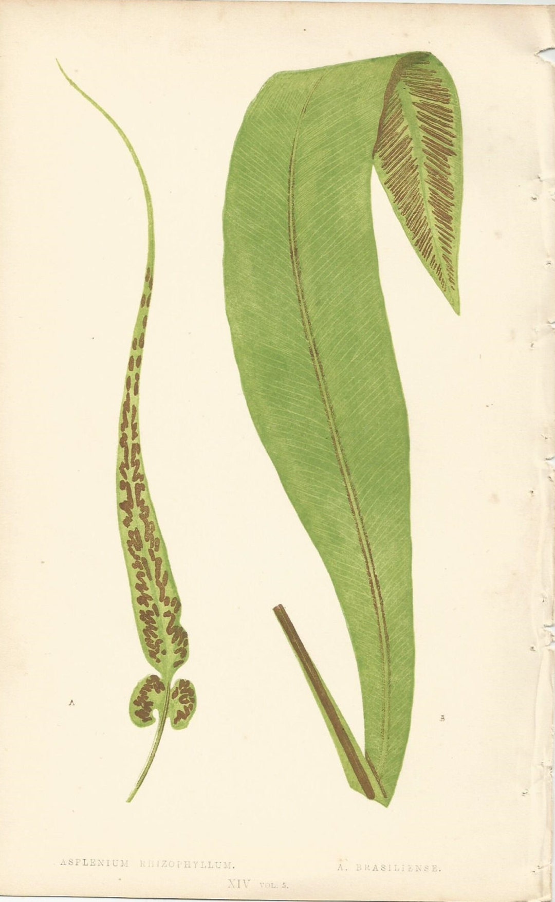 Antique Original Fern Print Plate Bookplate Botanical Lowe's Ferns 1856 ...