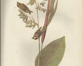 Original Vintage 1937 John James Audubon Birds of America Bookplate Print Bird Print 183 Golden Crowned Kinglet & 184  Mango