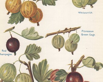 画材 Gooseberry gooseberry-fruit-drawing-
